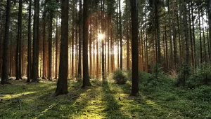 Metsä Tissuen hybridilähetys virtuaalistudiosta